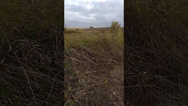 Подготовка участка под посадку чеснока, борьба с камышом. смотреть онлайн