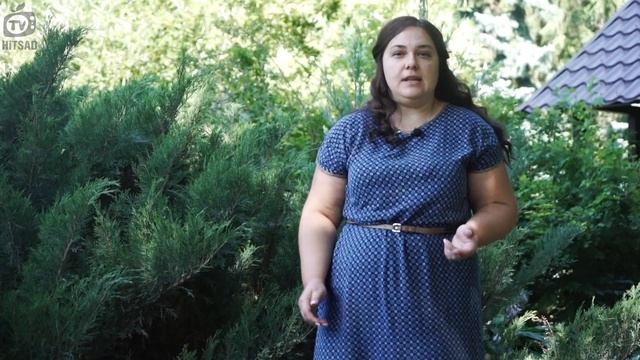Что Посадить в Тени Самые Тенелюбивые Растения смотреть онлайн