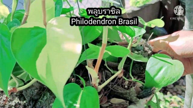 Update ‼️👉ตามติดชีวิตต้นไม้(Growing Trees)🪴Woody's days☺️#ส่องไม้ไปเรื่อย🪴#สีสันพันธุ์ไม้🌈#EP61 смотреть онлайн