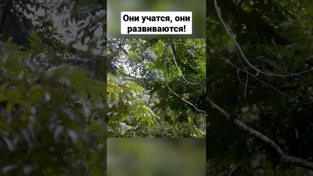 хитрый способ индийских макак выбрать спелый фрукт.cunning way of Indian macaques to pick ripe frui смотреть онлайн