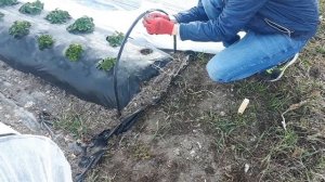 Туннель над грядкой из агроспана / Мини парник / Легко и быстро / Огород дяди Вовы