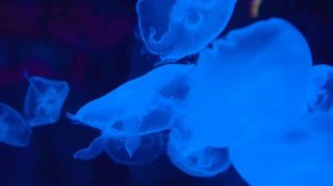 МЕДУЗЫ и КО деагостини (НОВИНКА 2019 )