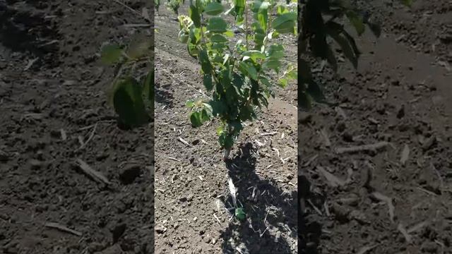 Черешневый сад. Считаем примерные затраты. смотреть онлайн