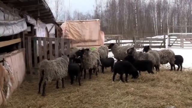 Как разговаривают животные. Развивающий мультик для малышей. смотреть онлайн
