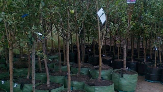 КАК ПРАВИЛЬНО ВЫБРАТЬ САЖЕНЦЫ ФРУКТОВЫХ ДЕРЕВЬЕВ смотреть онлайн