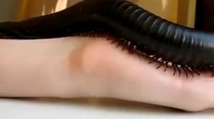 Внимание! Опасно! Сколопендра!