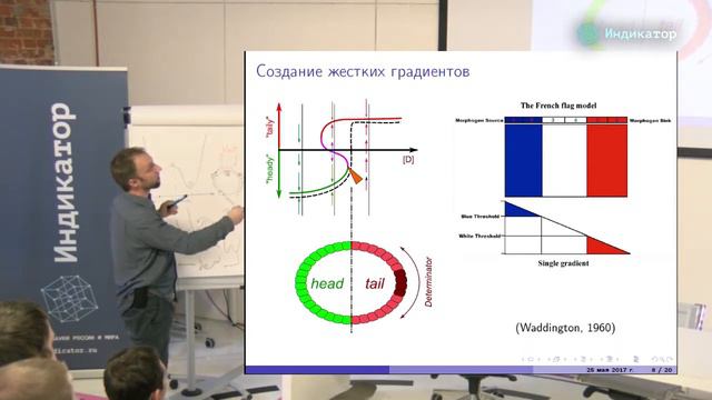 По каким математическим законам развивается эмбрион? смотреть онлайн