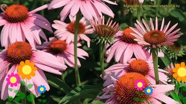 Эхинацея пурпурная Рубинстерн. Краткий обзор, описание характеристик echinacea purpurea Rubinstern смотреть онлайн