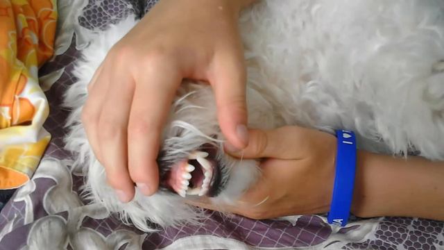 Стремная собачка смотреть онлайн