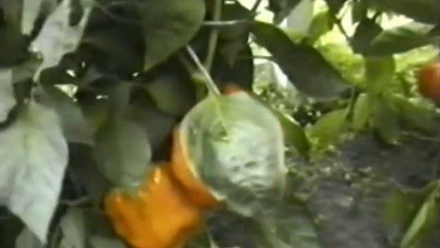 Дача 2001 смотреть онлайн