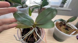 отделение орхидеи ЕСЛИ ОСТАВИТЬ КАК ЕСТЬ орхидею с деткой