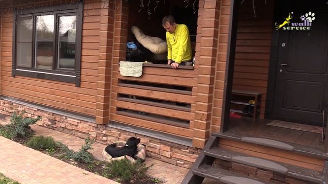 Команда место, дистанционное кормление, русский охотничий спаниель смотреть онлайн