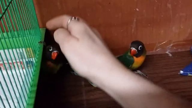 Маски.Ручные.Иваново. смотреть онлайн