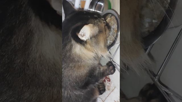 Завтрак кота, д-140 Каша гречневая из хлопьев, филе трески смотреть онлайн