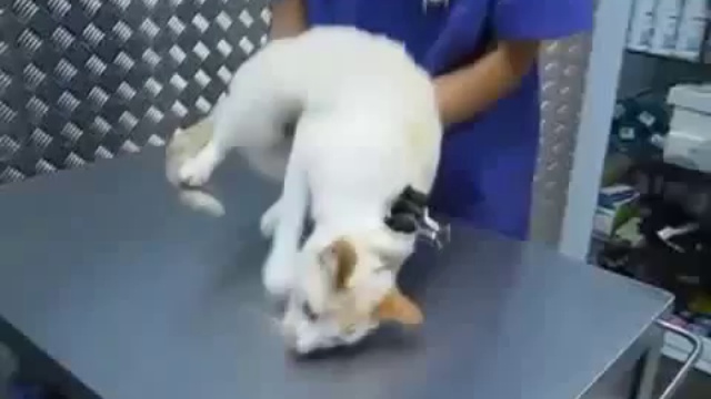 Как деактивировать кота смотреть онлайн