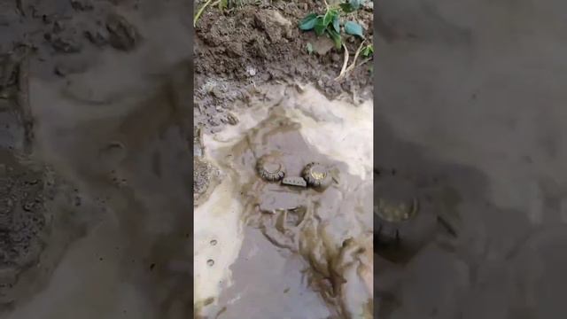 BEST OF RC TRUCK ACTION & MEETINGS!RC CONSTRUCTION-SITE!MAN! MB ACTROS!SCANIA!VOLVO!LIEBHERR #187 смотреть онлайн