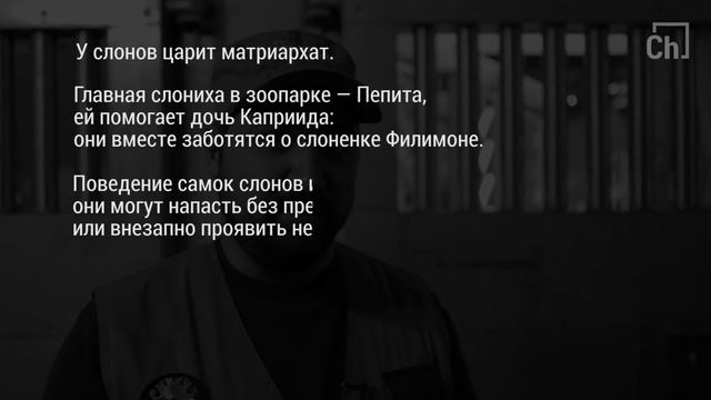 Слоны. Цикл "Звери и их люди" смотреть онлайн
