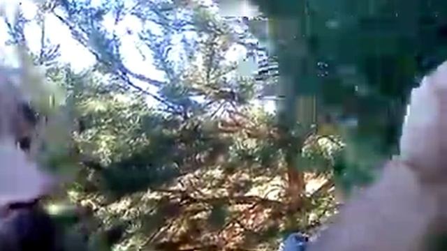 Сбор лечебных сосновых шишек смотреть онлайн