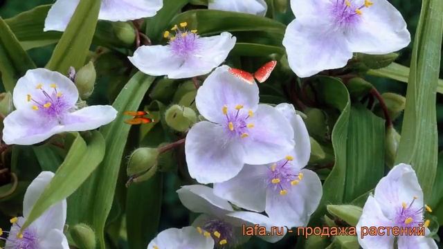 Традесканция андерсона Оспрэй (tradescantia osprey) ? обзор: как сажать, рассада традесканции Оспрэ смотреть онлайн