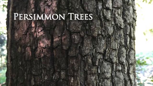 The Power of Persimmons: Where to hunt if you have them смотреть онлайн