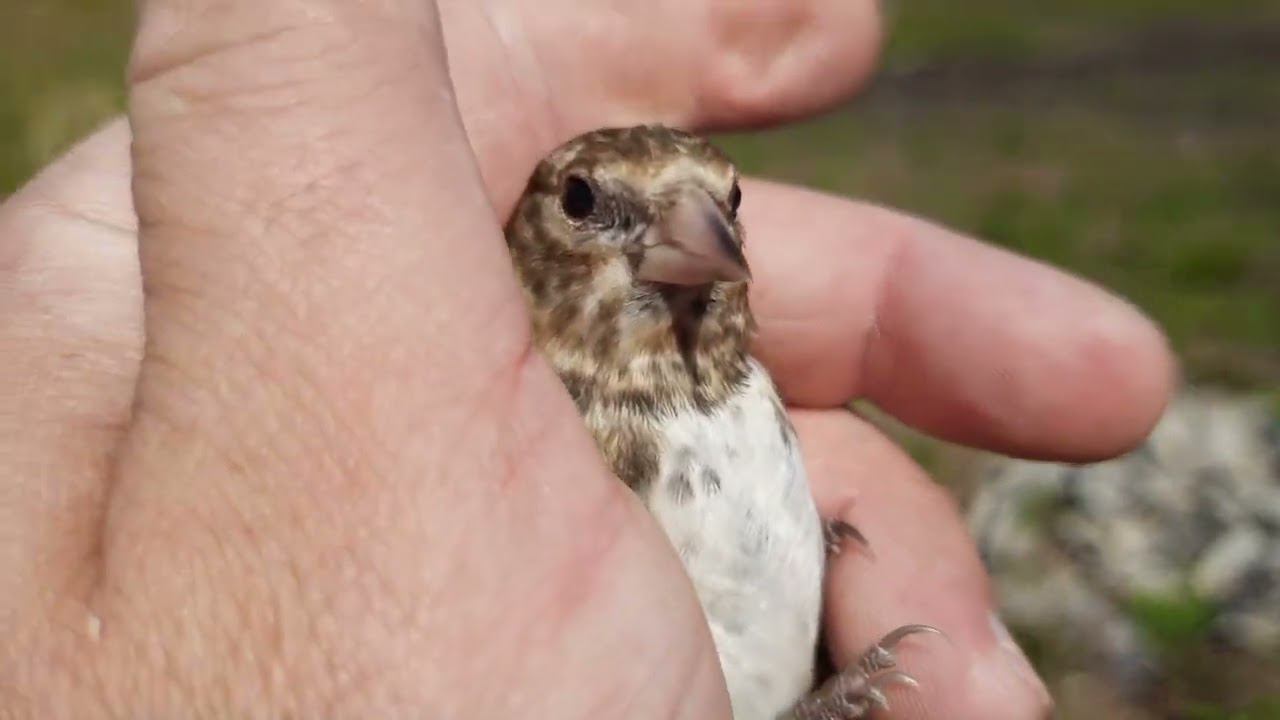 Ловля щеглов 19 августа 2022 год. смотреть онлайн