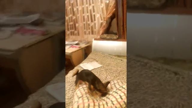 Лол собака взбесилась) смотреть онлайн