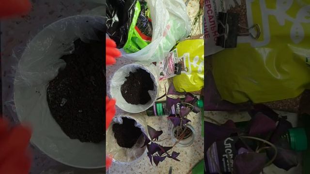 размножение кислицы корешком от материнского цветка +1,5 месяца спустя зацвела ?бордовые бабочки ? смотреть онлайн