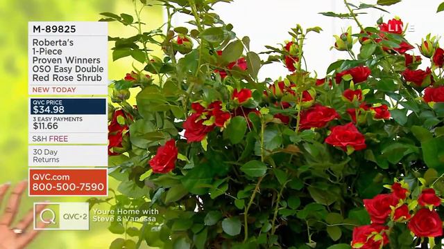 Roberta's 1-piece Proven Winners OSO Easy Double Red Rose Shrub on QVC смотреть онлайн