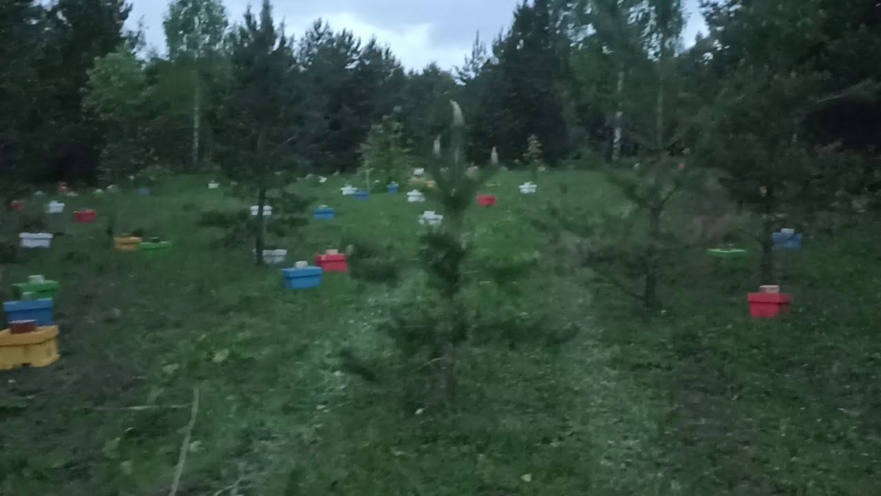 Выставляем нуклеусы в лесу