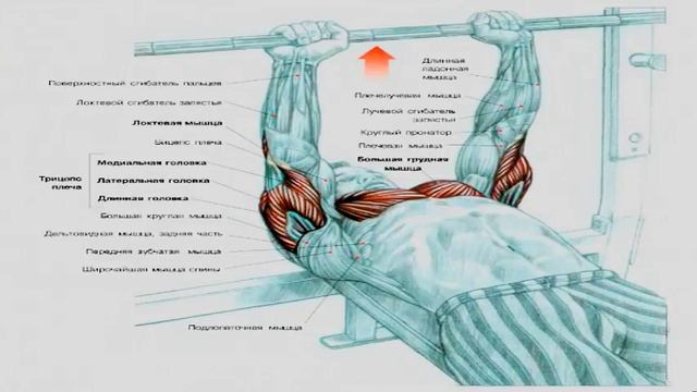 Как накачать трицепсы смотреть онлайн