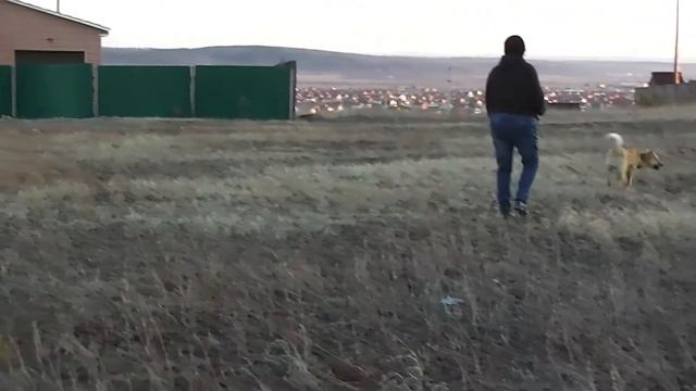 Деревня на букву П Продолжаем осваиваться смотреть онлайн