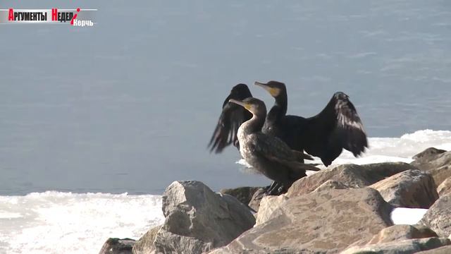 Птички+СХ Екатерина Азарова смотреть онлайн