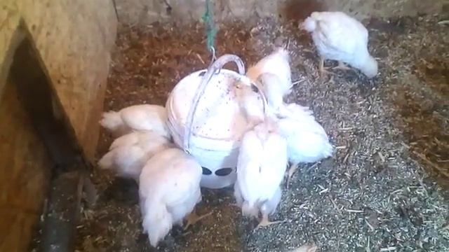 Кобб 500 бройлерные цыплята не повторяйте мои ошибки смотреть онлайн