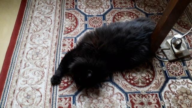 Коты мои на расслабоне!Жарко! смотреть онлайн