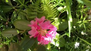 Рододендрон «Хельсинки университет «