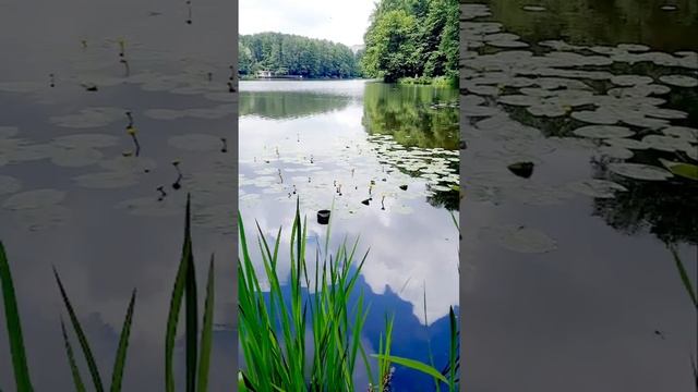 #shorts Кувшинка жёлтая / Nuphar lutea смотреть онлайн