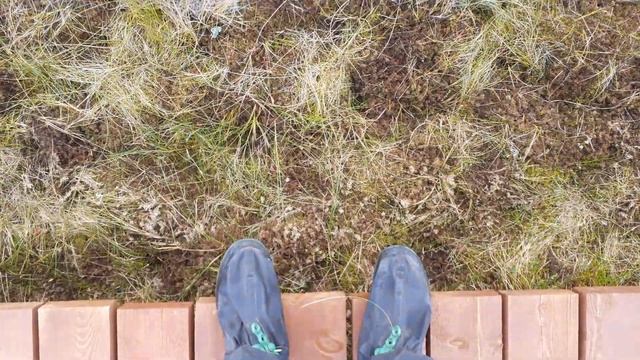 Экотропа «Сестрорецкое болото» — нетронутая древняя природа под Петербургом смотреть онлайн