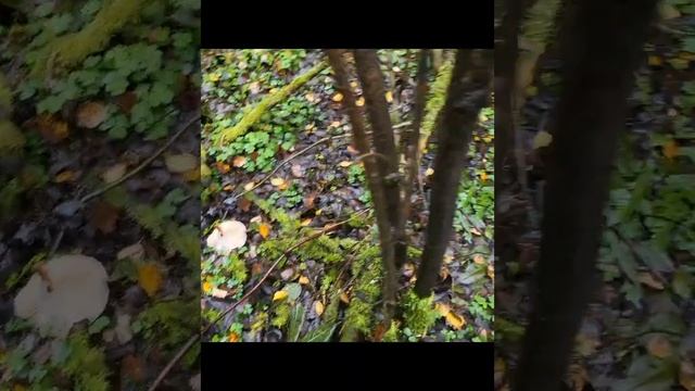 Закрываем грибной сезон 20.10.23 смотреть онлайн