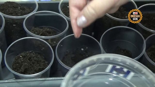 Лобелия и портулак. Как я сажаю мелкие семена. смотреть онлайн