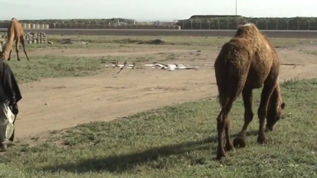 Kuchi Nomads, Herat, Afghanistan смотреть онлайн