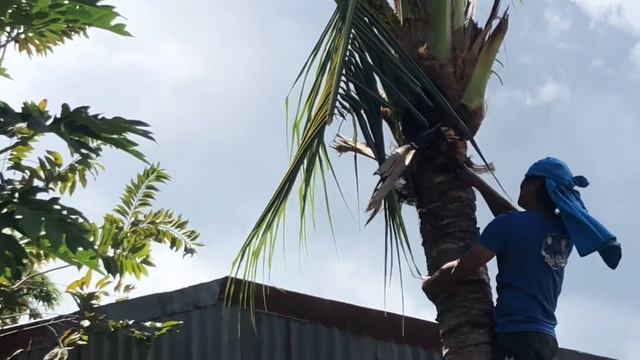 Tree trimming for 200 pesos in the Philippines. смотреть онлайн