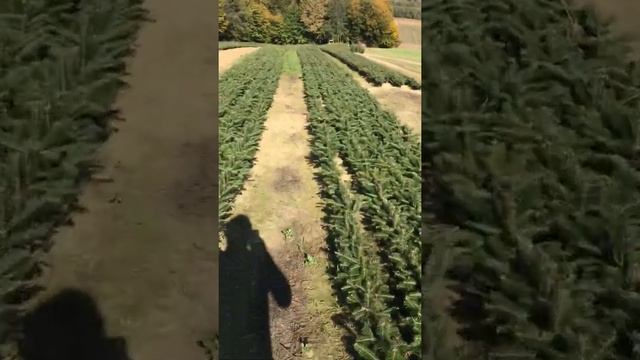 Nordmann Jesen 2019./proljece 2020. Abies Nordmanniana