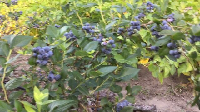 ЖИЗНЬ в ГЛУХОЙ ДЕРЕВНЕ. БЕЛАРУСЬ Голубика сорт КОЛЛИНЗ #голубика смотреть онлайн