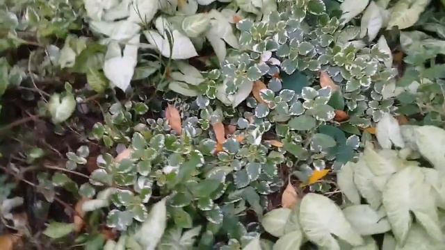 Plantas Rastreras O Cubre Suelo.