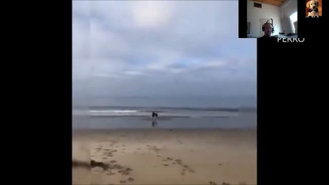 ✅+COMO es CONSIDERADO un DOBERMAN+✅ como es el caracter del doberman смотреть онлайн