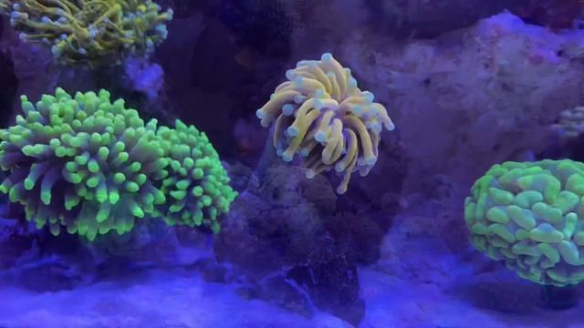 Морской аквариум 115л без сампа смотреть онлайн