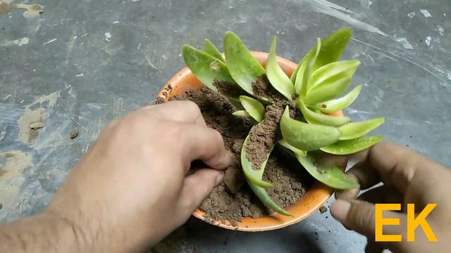 Grow Sedum Adolphii succulent смотреть онлайн