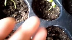 Скручиваются листья у рассады томатов? Работа над ошибками: причины/что делать?