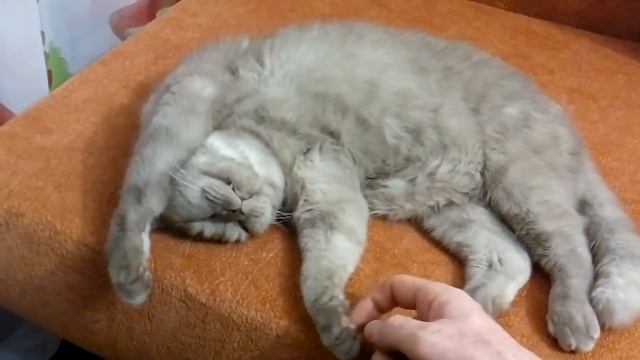РЖАКА КИСЯ СПИТ дохлый СМЕШНЫЕ КОТЫ И КОШКИ 2017 ПРИКОЛЫ С КОТАМИ И КОШКАМИ - смотреть онлайн