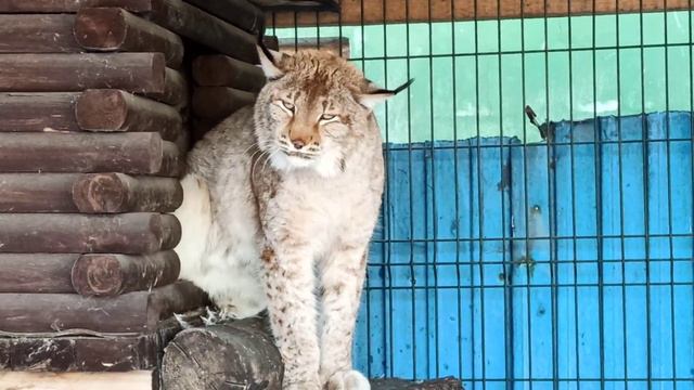 Вытекание Мары из домика😂👍🐱❤ смотреть онлайн